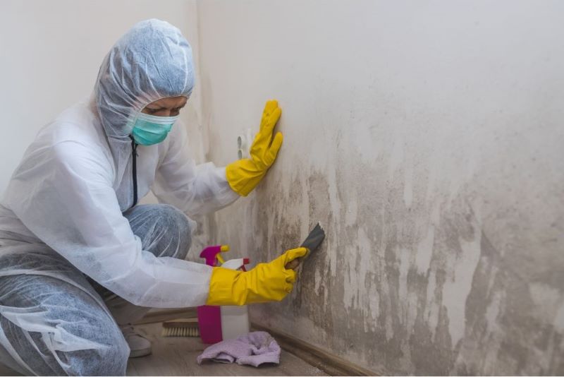 experts removing mold