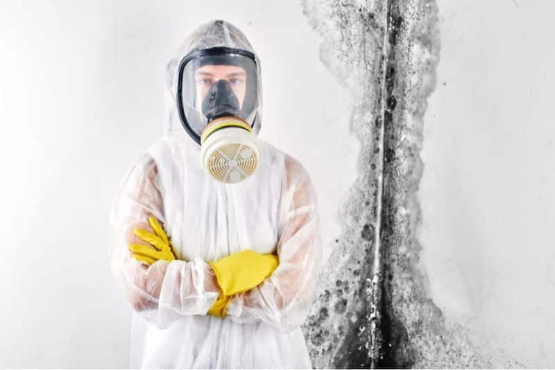 professional mold cleaners