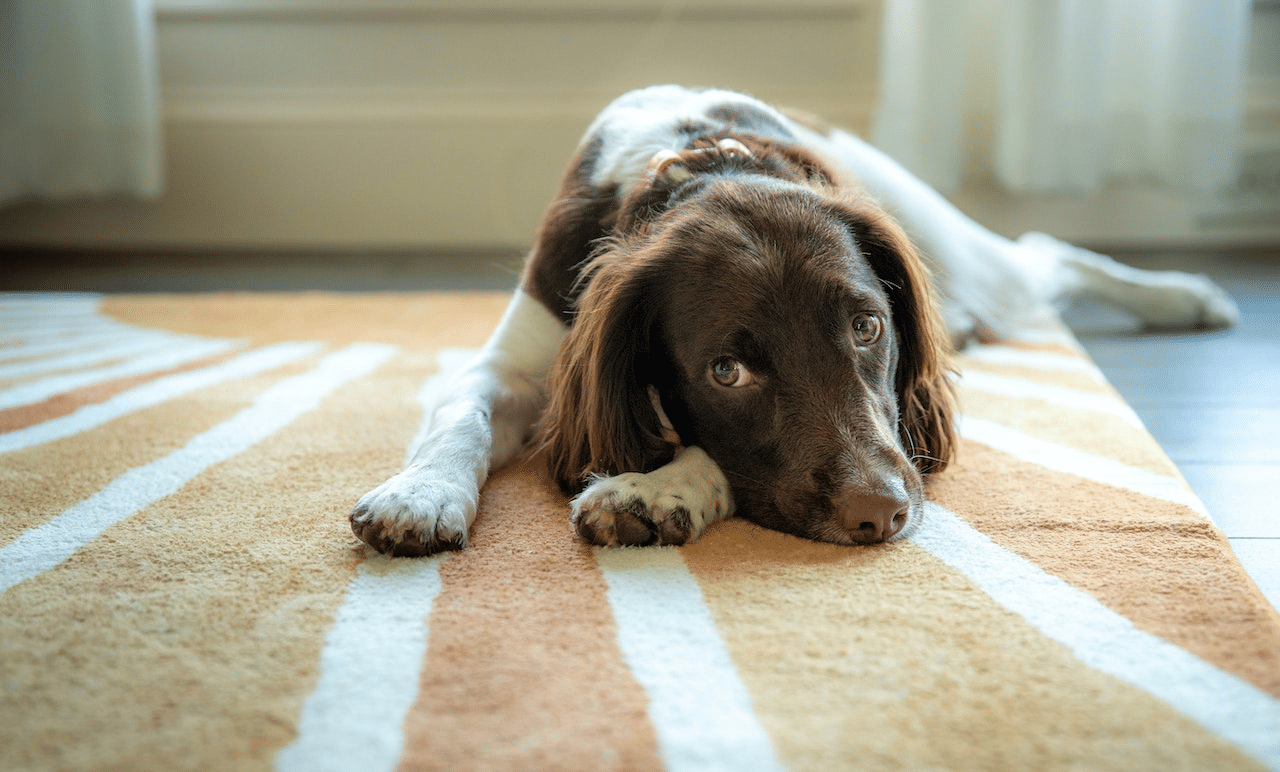 resting dog on carpet