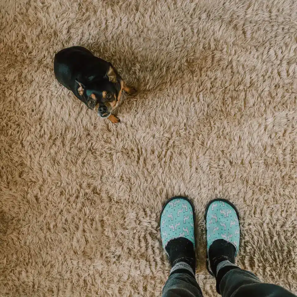 get dog pee smell out of carpet