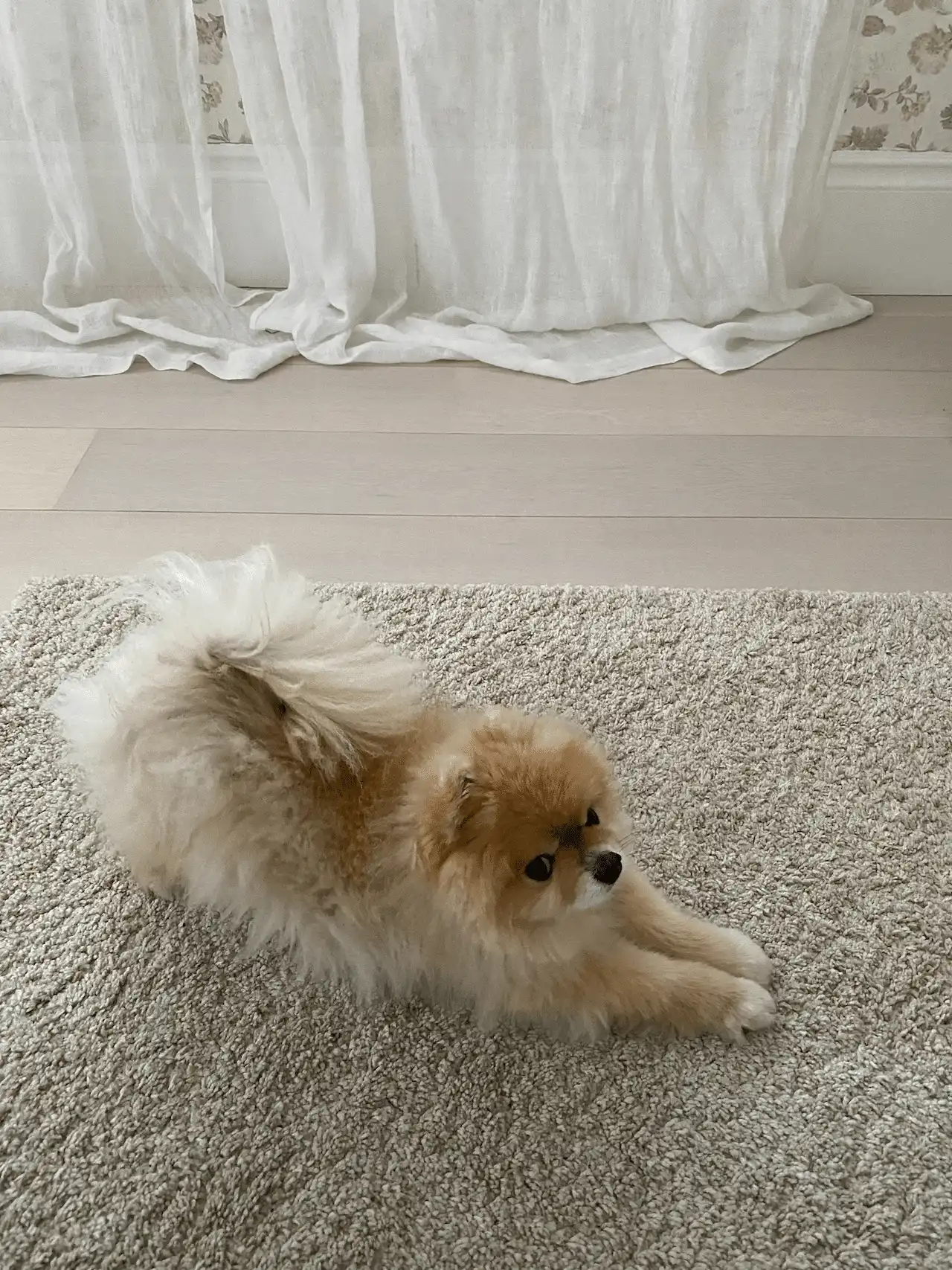 dog stretching